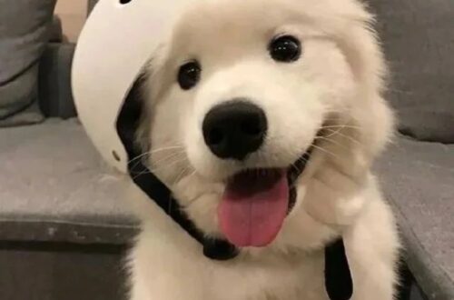 avatar chó cute đội mũ