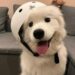 avatar chó cute đội mũ
