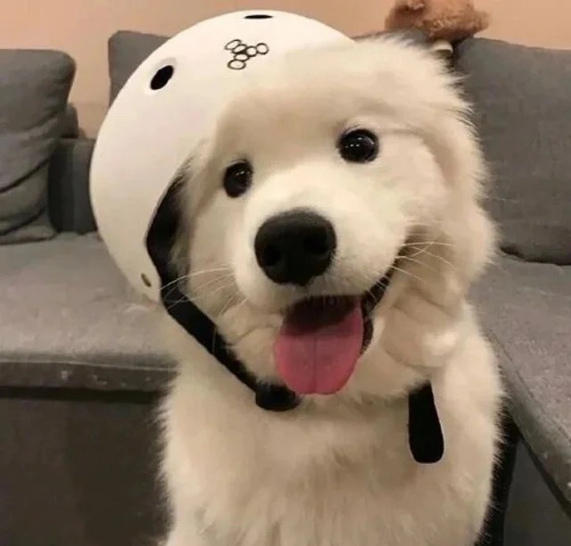 avatar chó cute đội mũ
