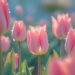 avatar hoa tulip hồng cực đẹp