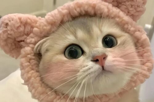 avt cute mèo
