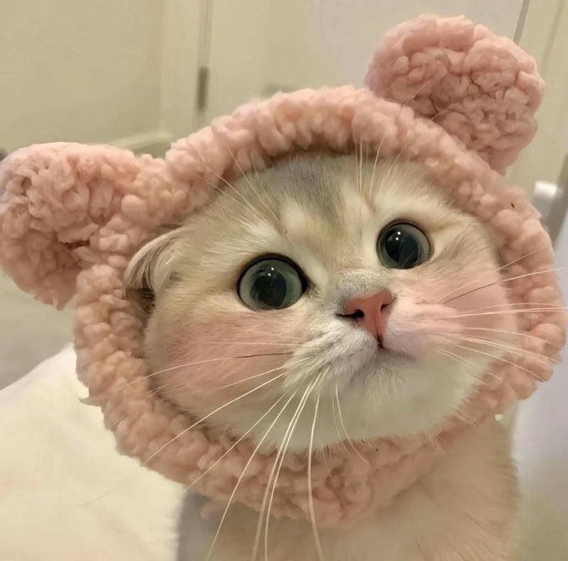 avt cute mèo