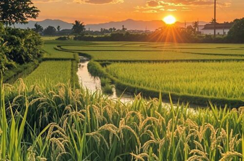 hình đại diện đẹp phong cảnh quê hương