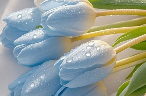 hình nền hoa tulip xanh dương