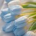 hình nền hoa tulip xanh dương