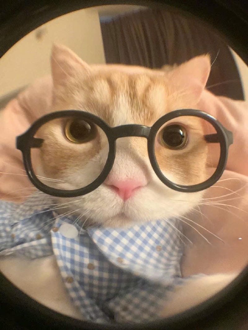 ảnh avatar vô tri mèo cute