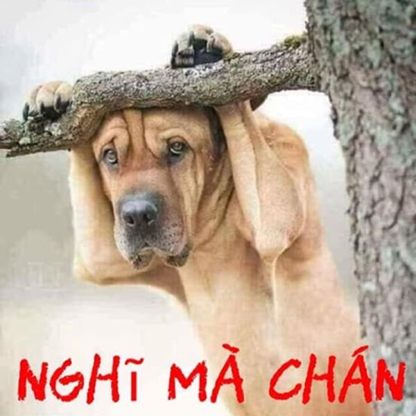 ảnh chó chế