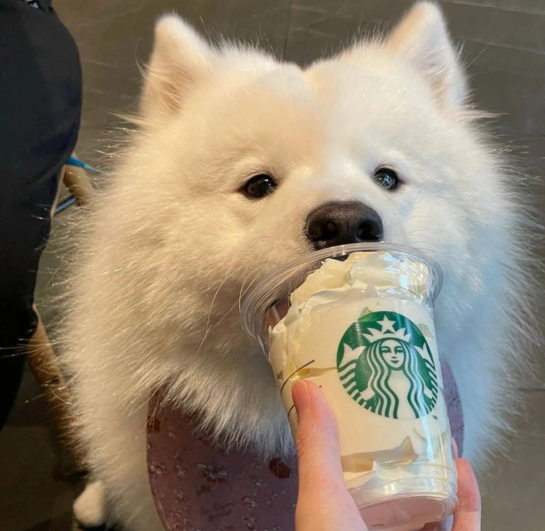 ảnh chó cute làm avatar