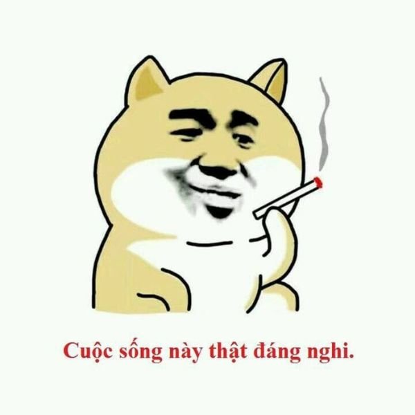 ảnh chó hài chế