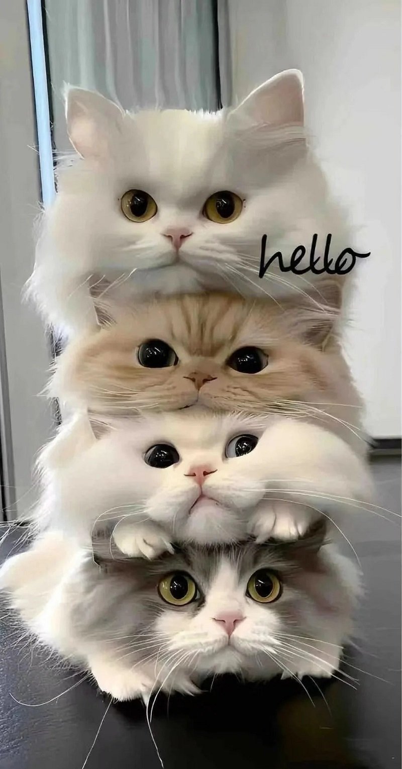 anh mèo cute