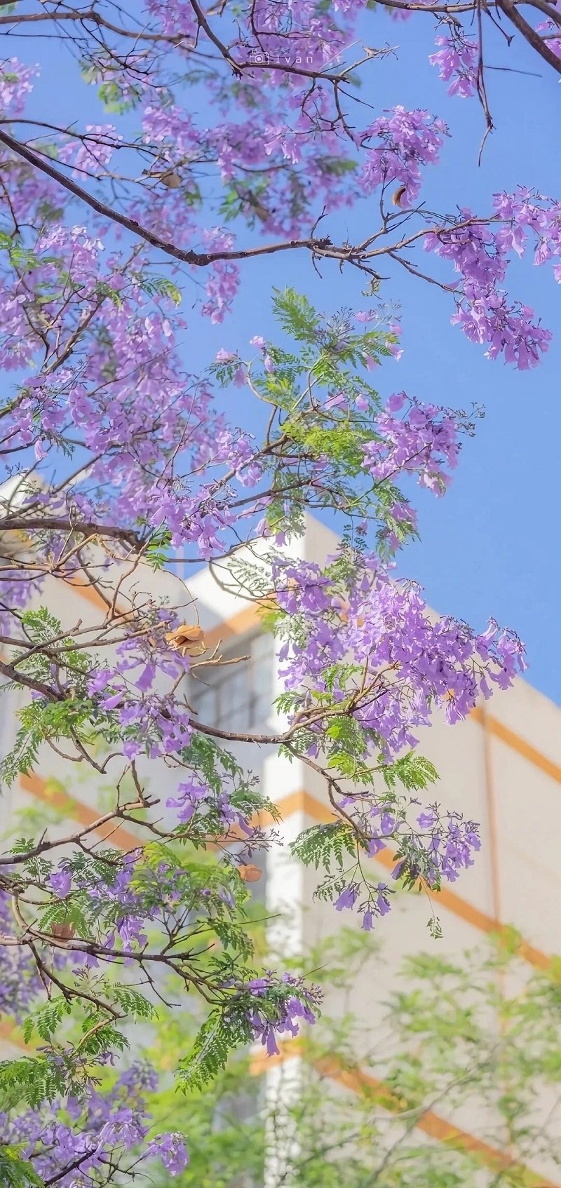 ảnh nền hoa đẹp