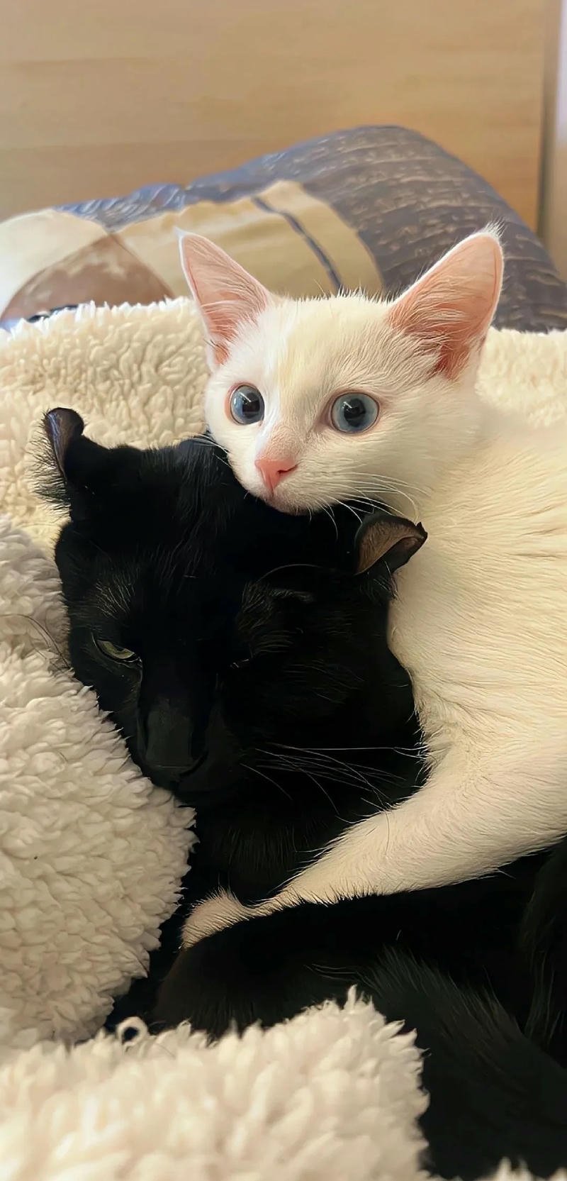 ảnh nền mèo cute
