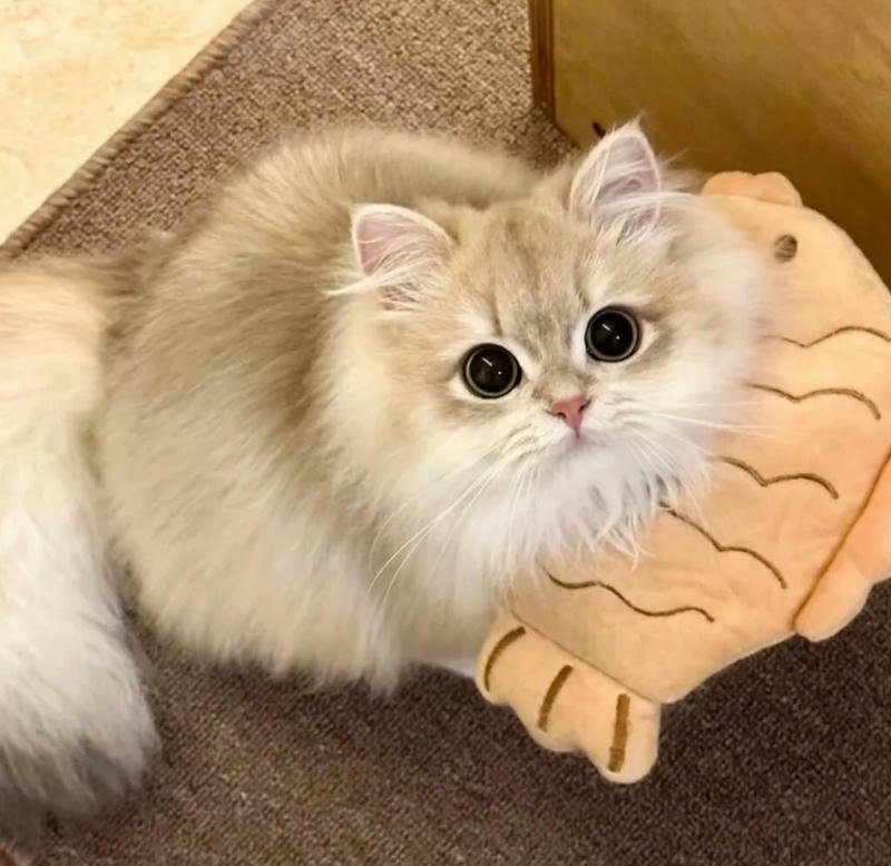 ava mèo cute