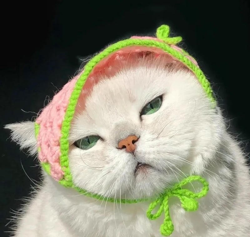 avatar ảnh mèo cute