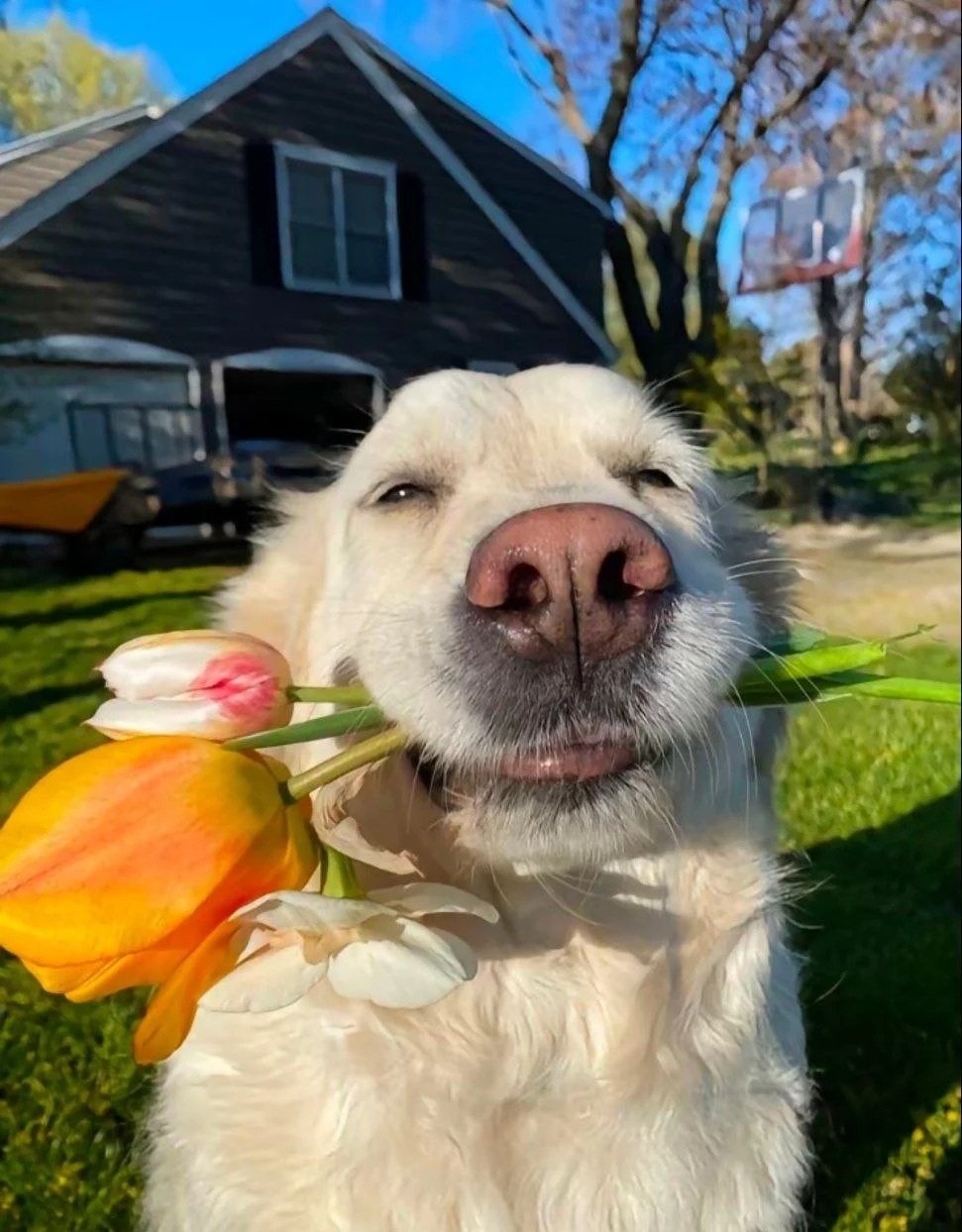 avatar chó cute cầm hoa