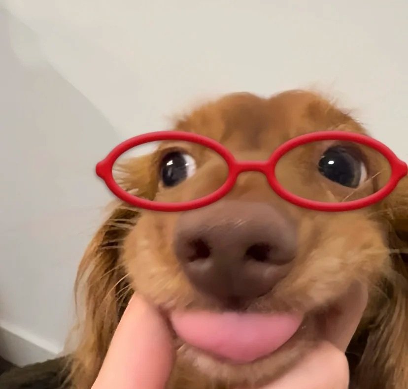 avatar chó cute đeo kính