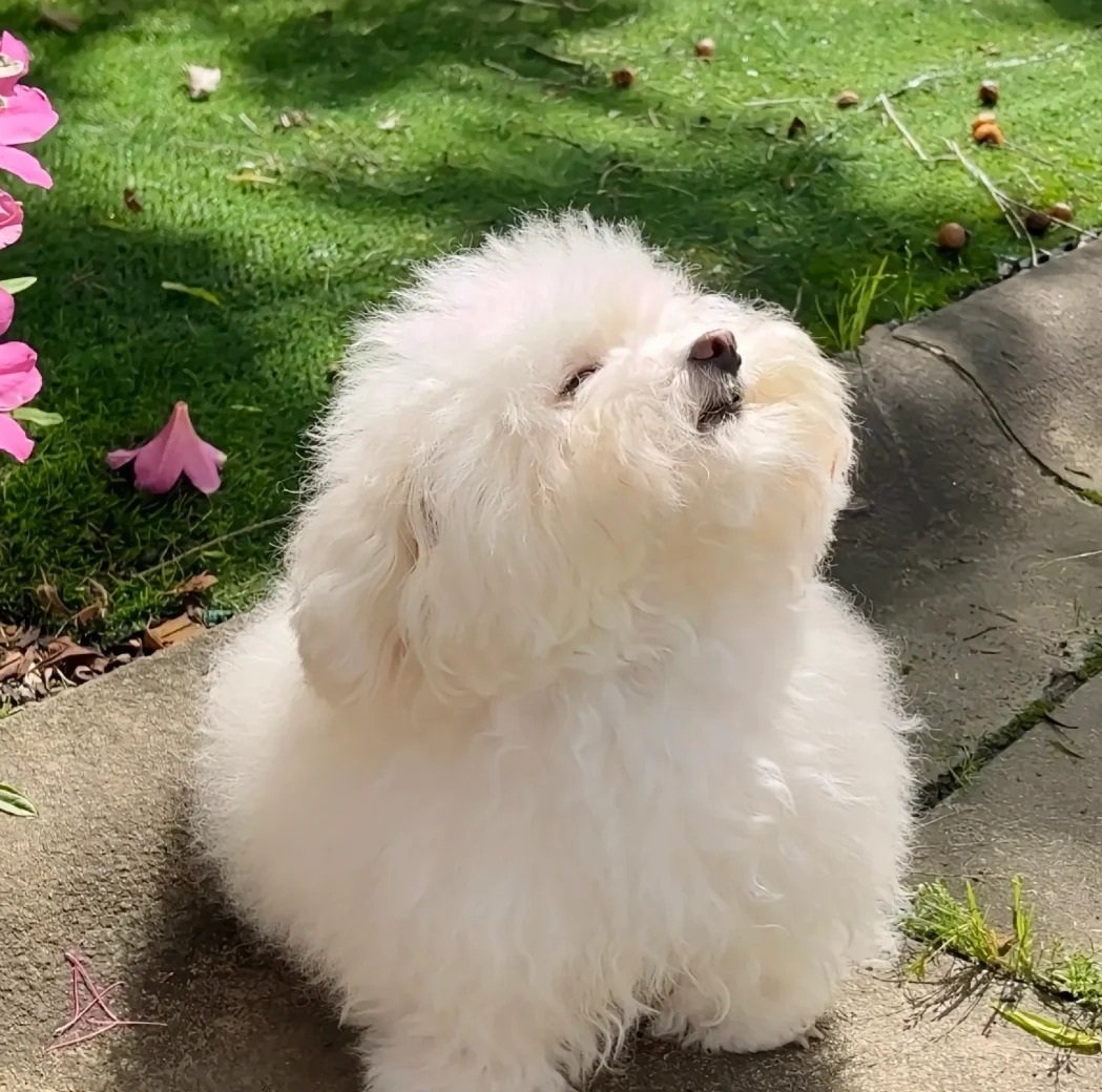 avatar chó cute kiêu