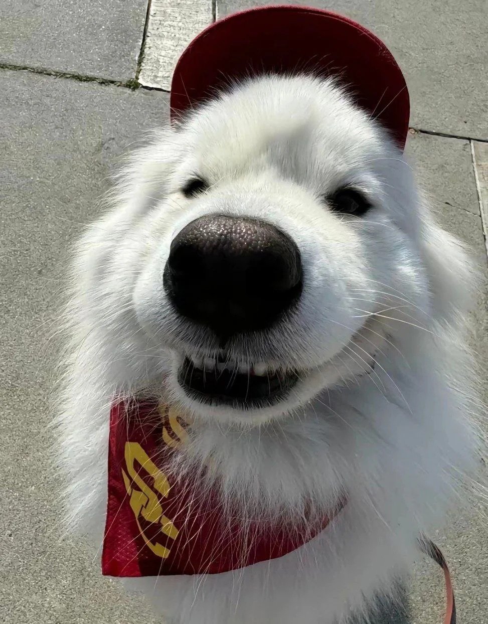 avatar chó cute lì xì