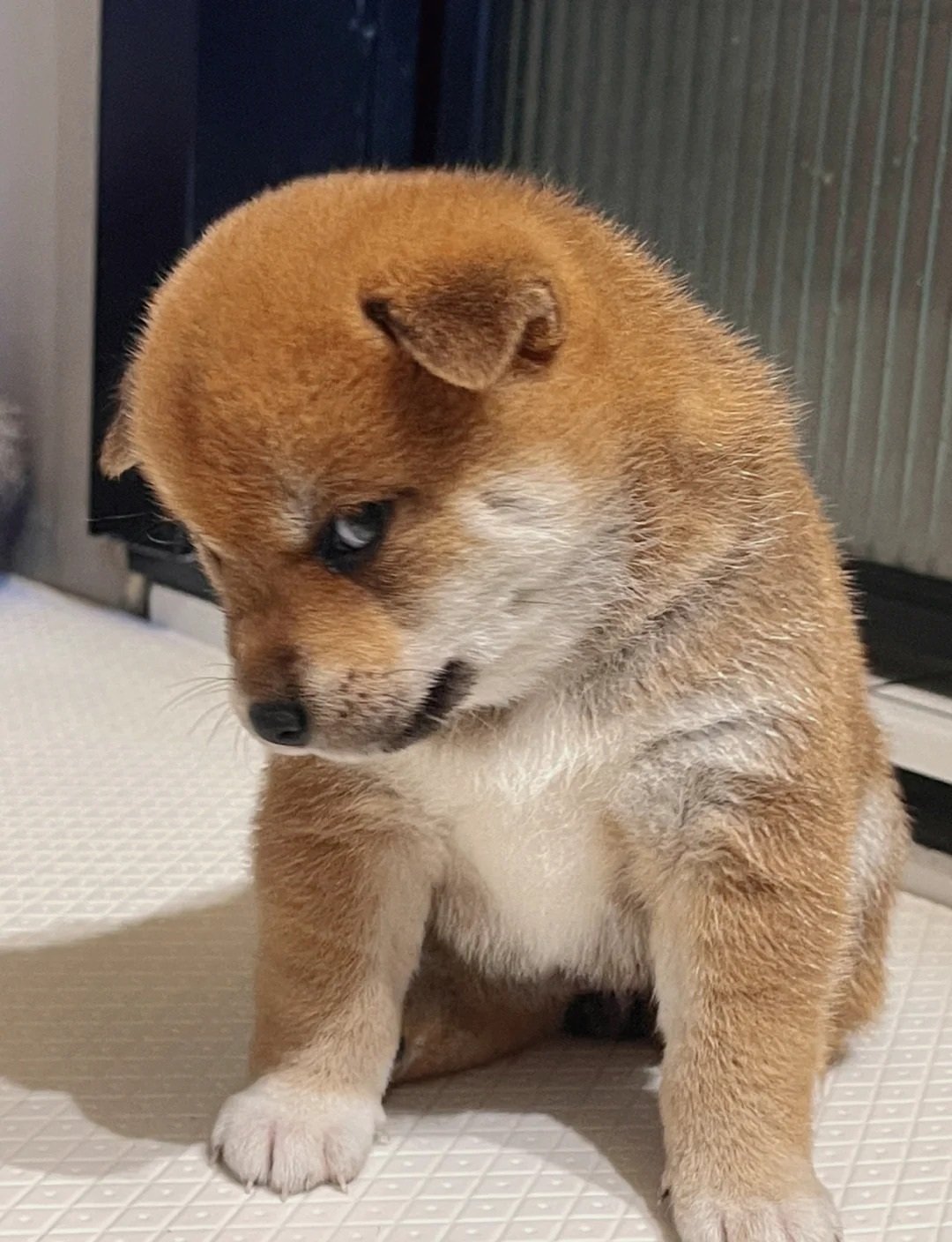 avatar chó cute lườm
