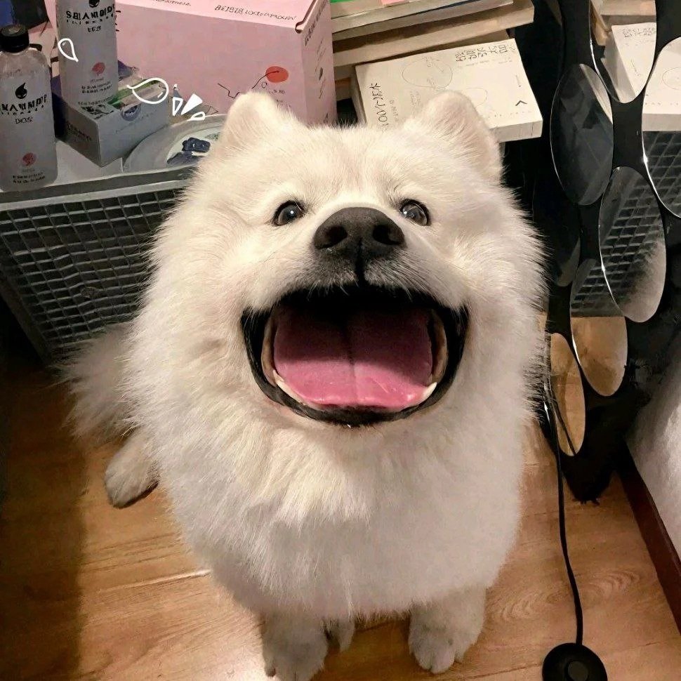 avatar chó cute mắc cười
