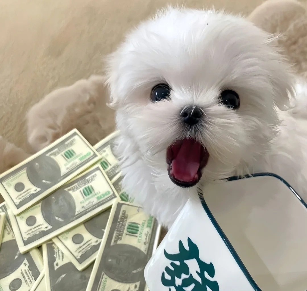 avatar chó cute màu trắng