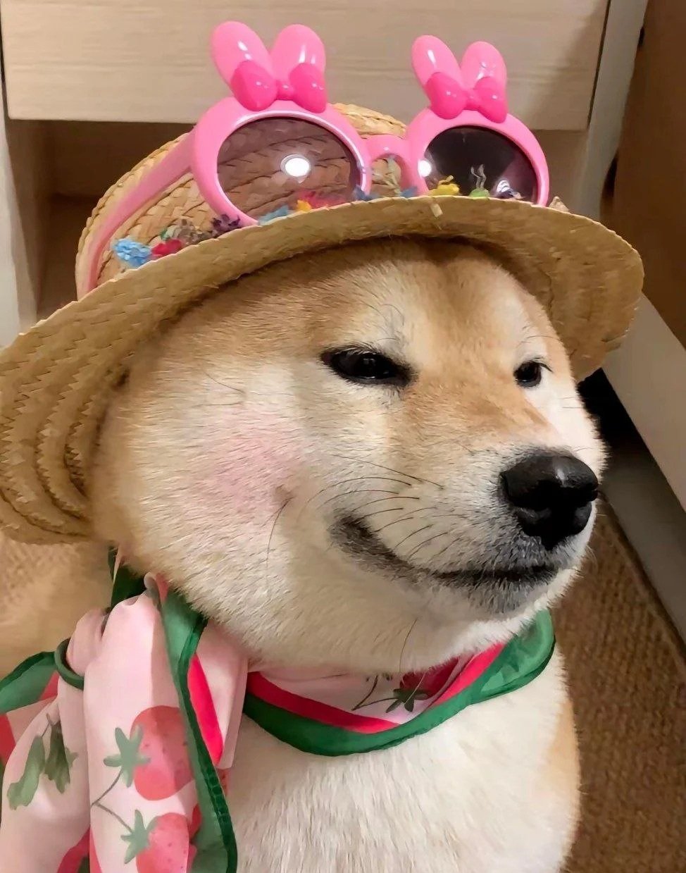 avatar chó shiba bựa