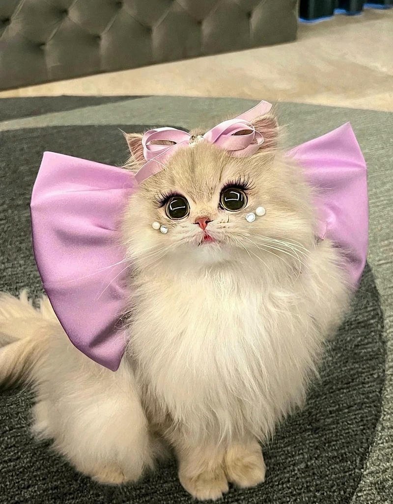 avatar đôi mèo cute