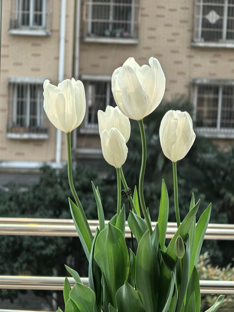 avatar hoa tulip chill