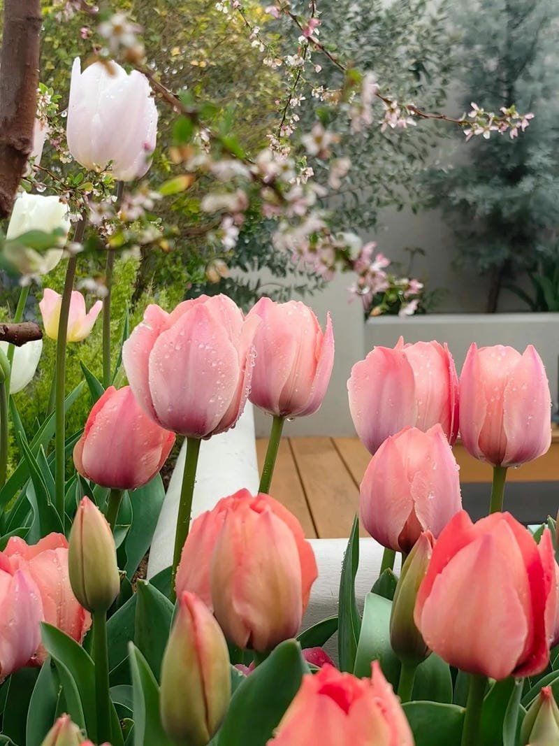 avatar hoa tulip cực đẹp