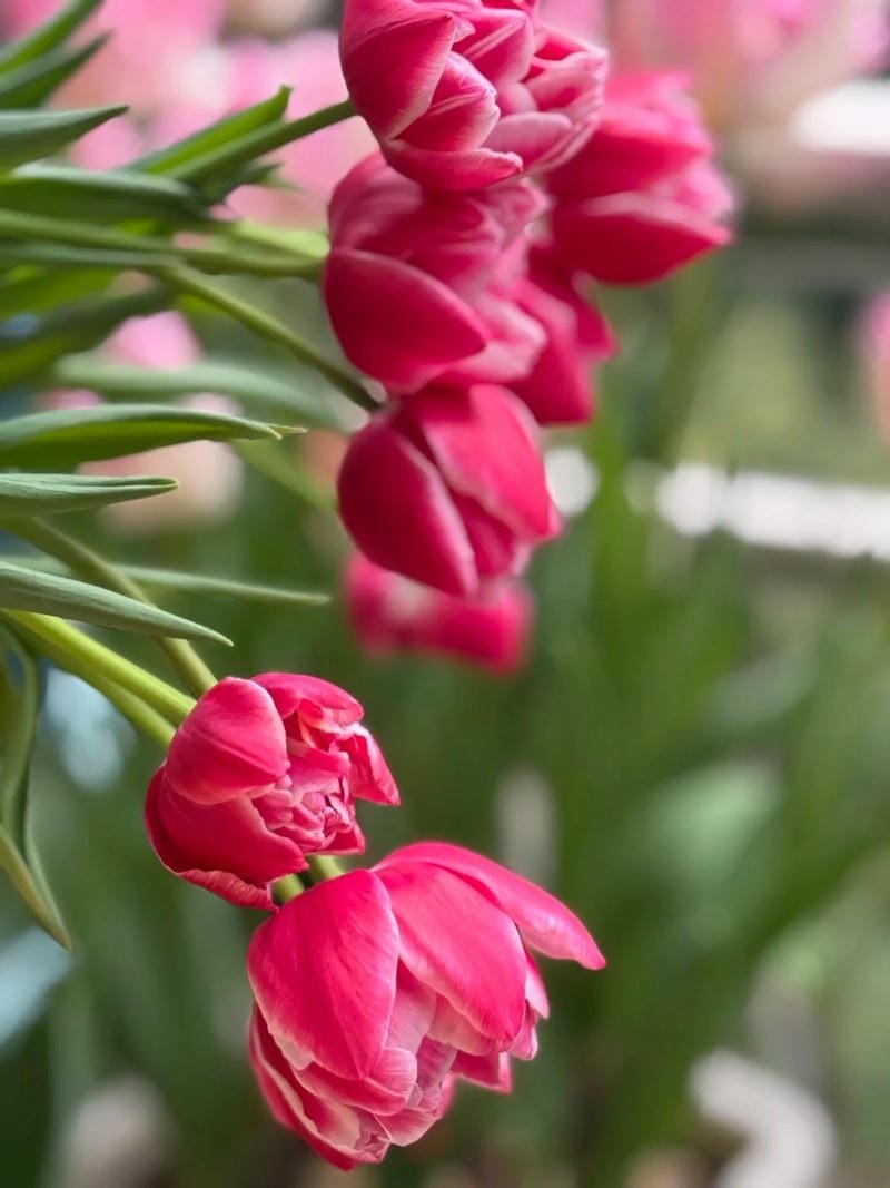 avatar hoa tulip cute