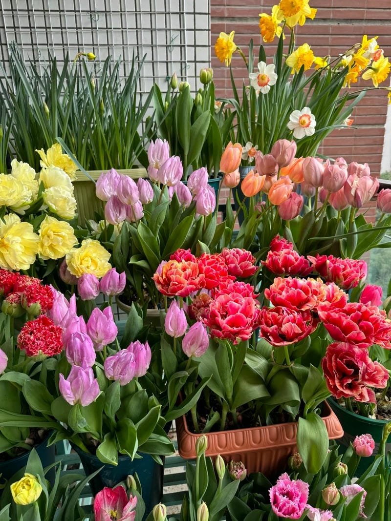 avatar hoa tulip đẹp nhất