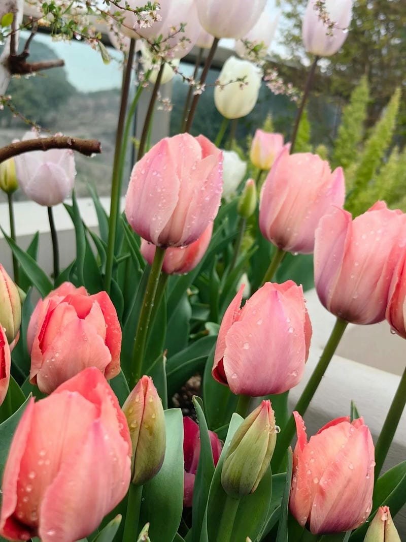 avatar hoa tulip đẹp