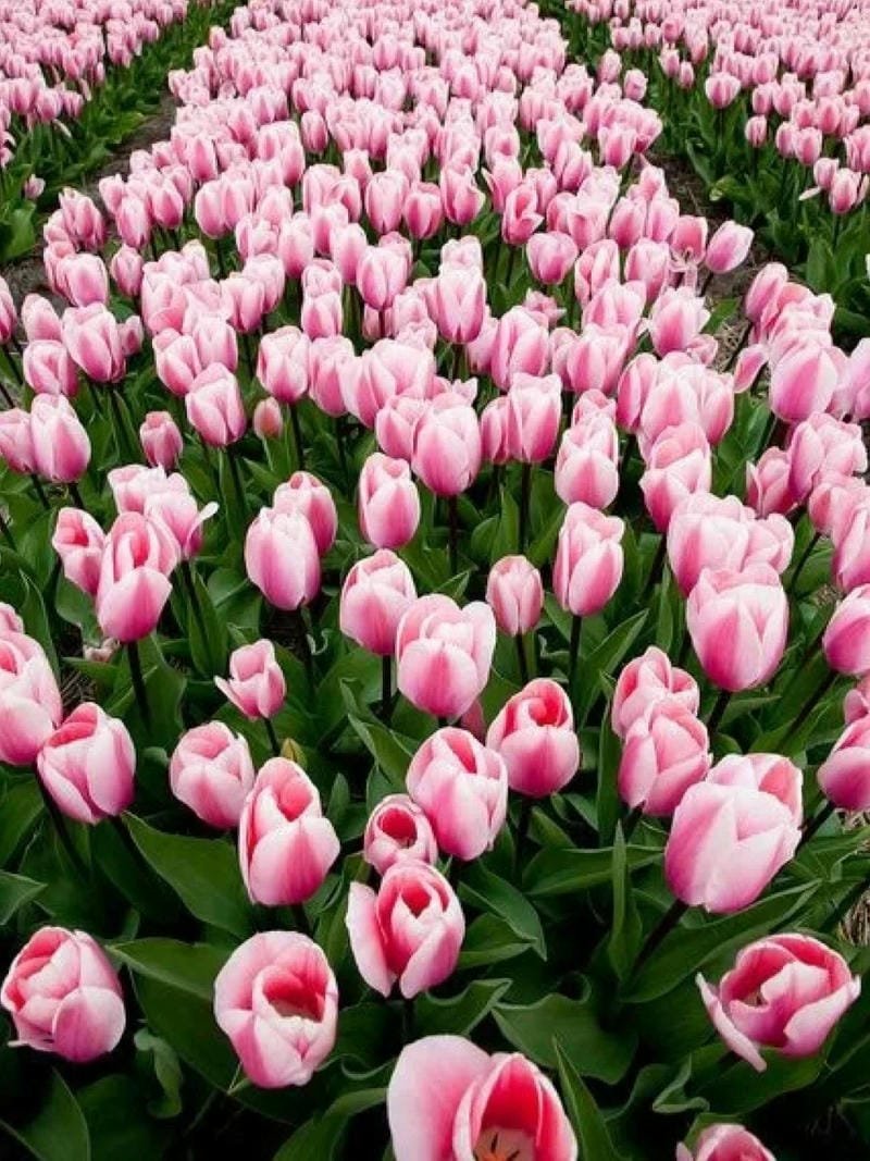 avatar hoa tulip hồng đẹp nhất