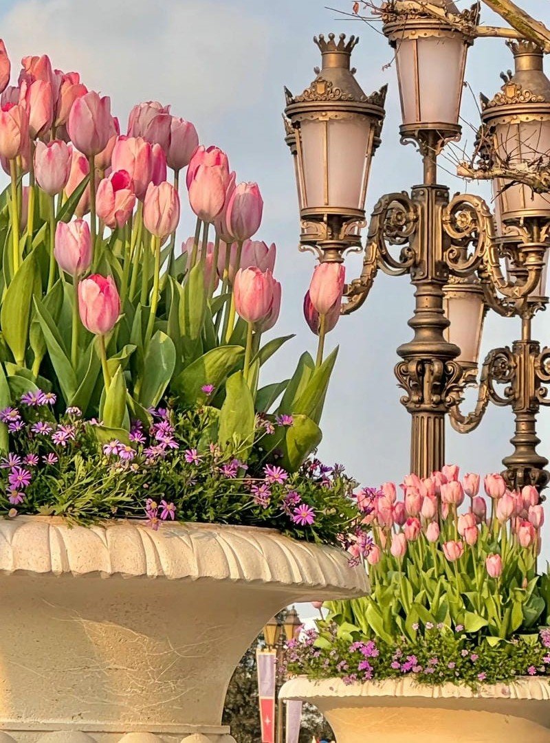 avatar hoa tulip hồng siêu đẹp