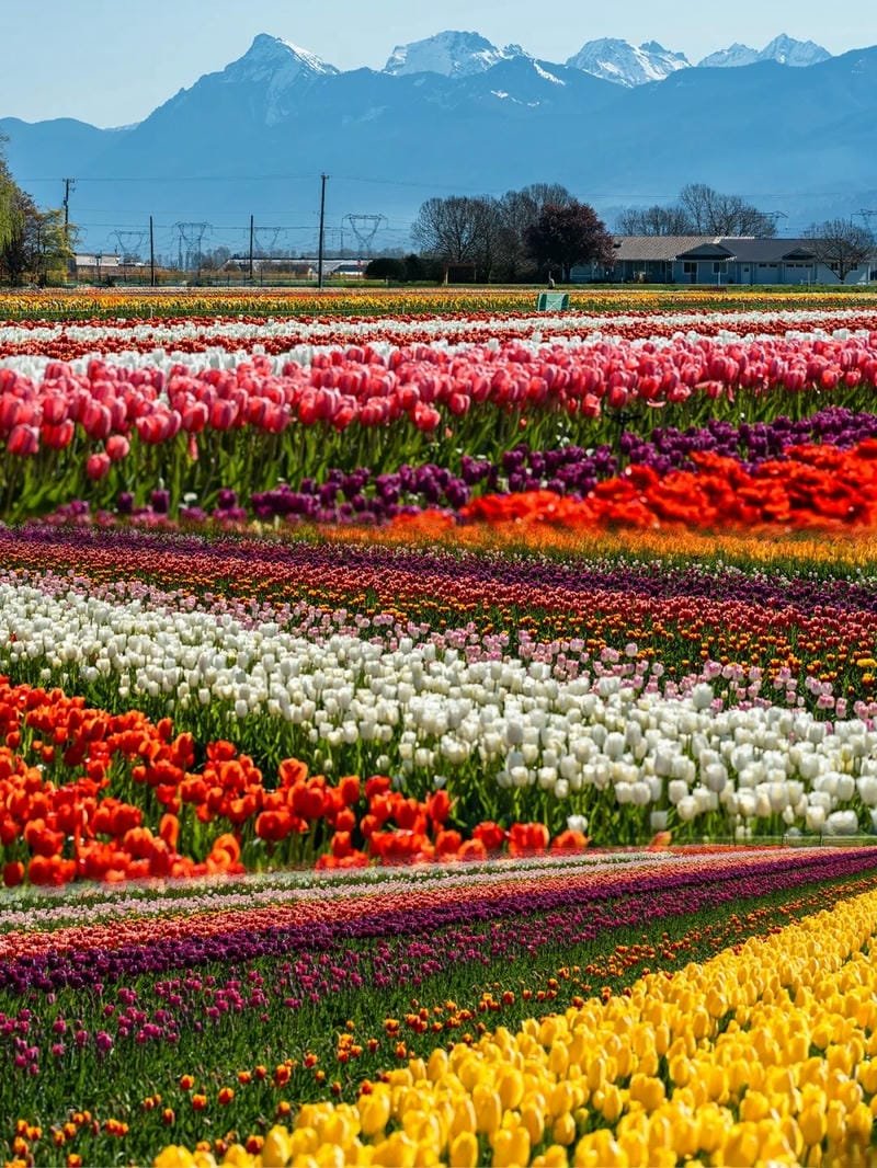 avatar hoa tulip siêu đẹp