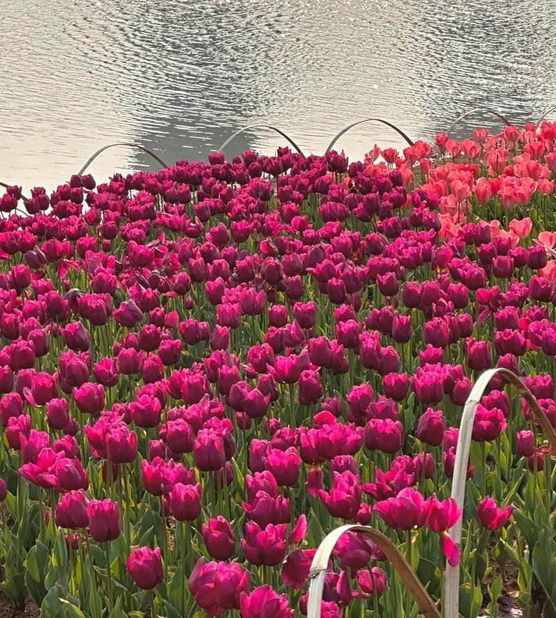 avatar hoa tulip tím