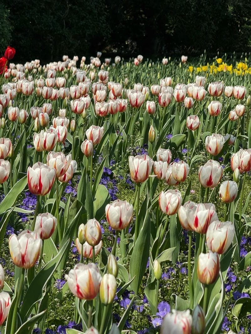 avatar hoa tulip trắng cực đẹp