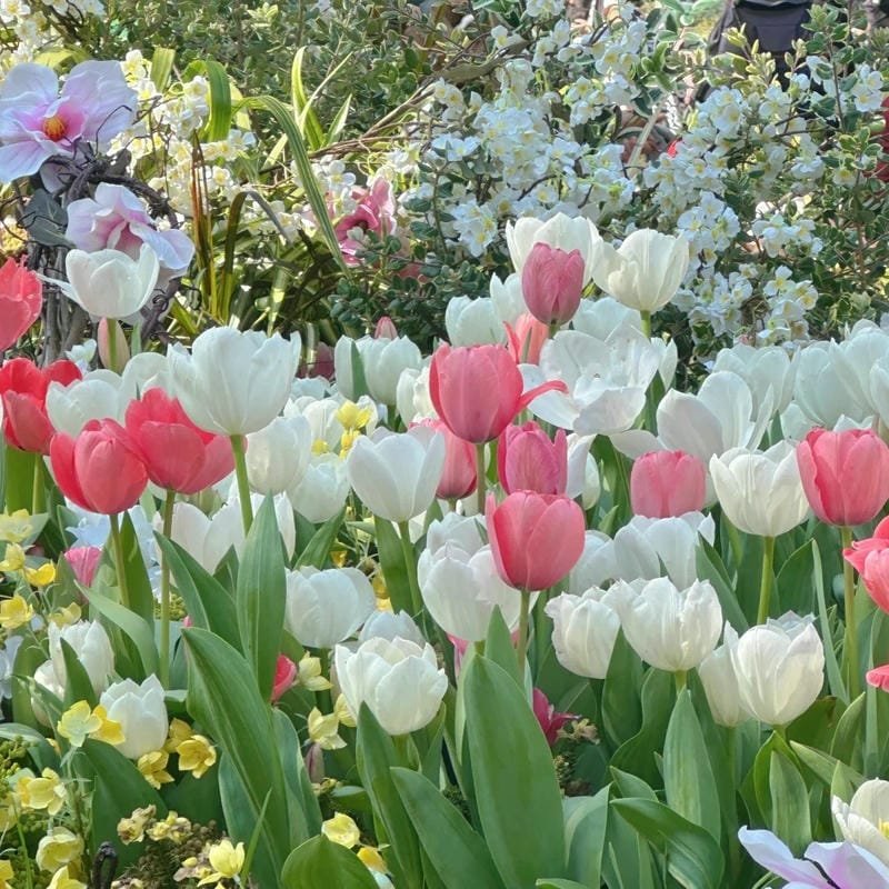 avatar hoa tulip trắng đẹp