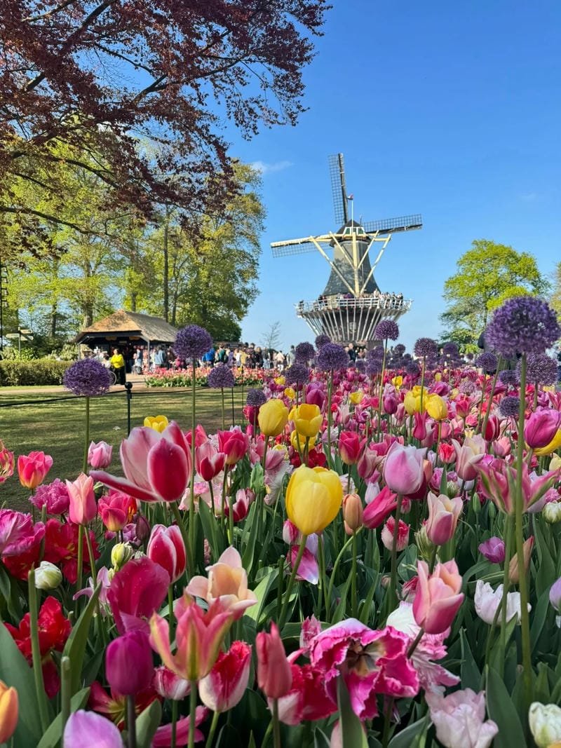 avatar hoa tulip