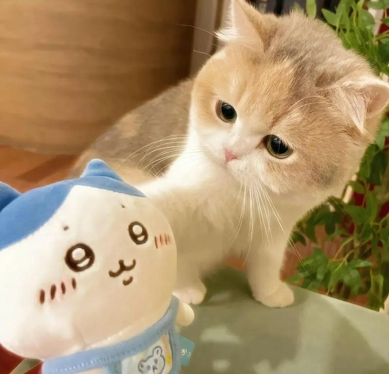 avatar mèo cặp