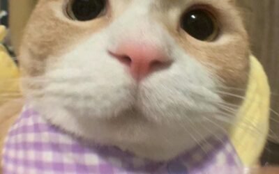 avatar vô tri mèo cute