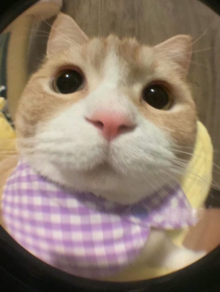 avatar vô tri mèo cute