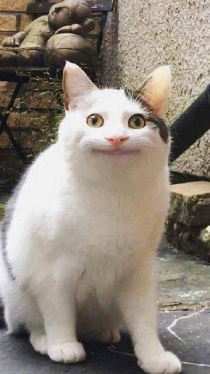 avatar vô tri mèo