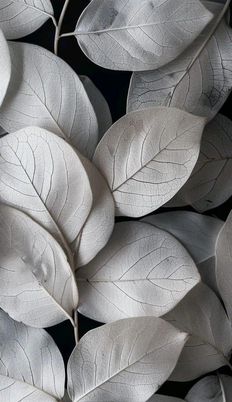 background nền trắng
