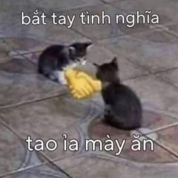 các meme hài