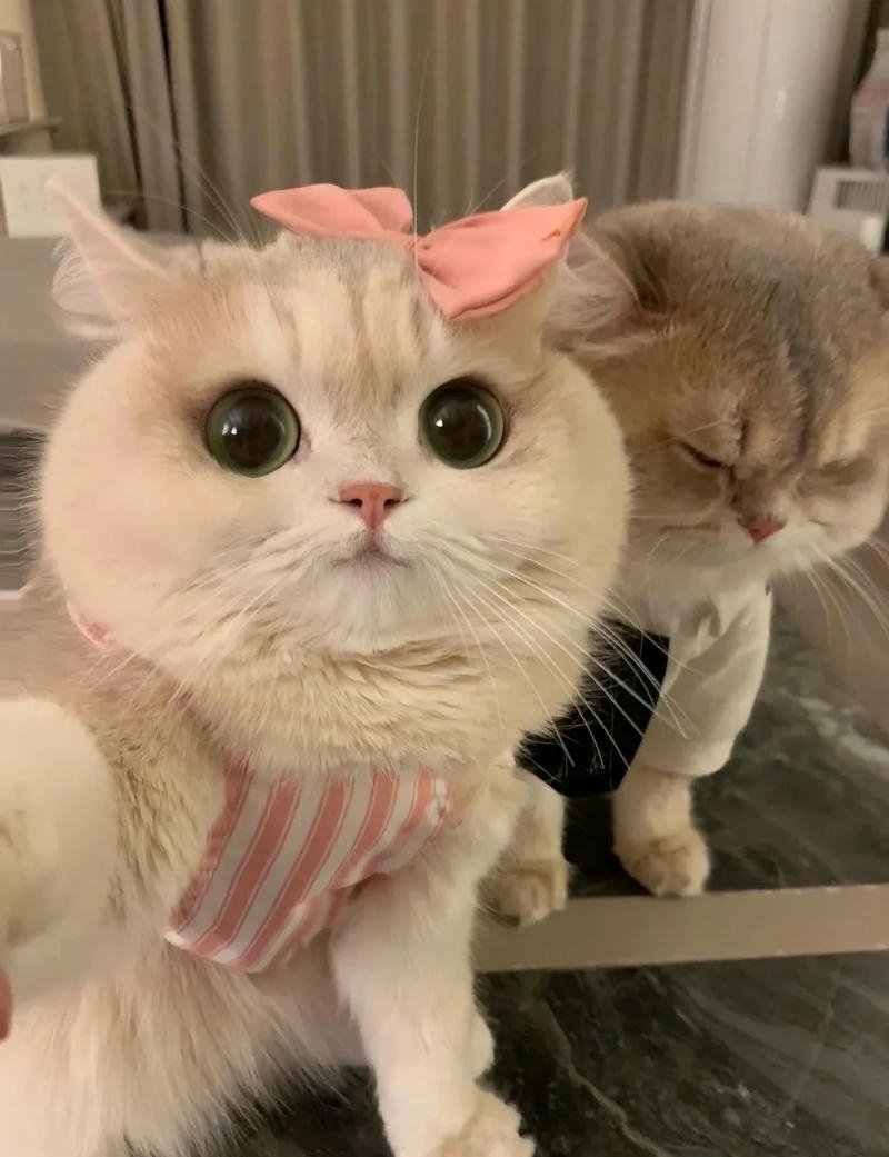 con mèo cute