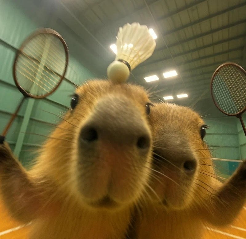 hình ảnh capybara cute vô tri
