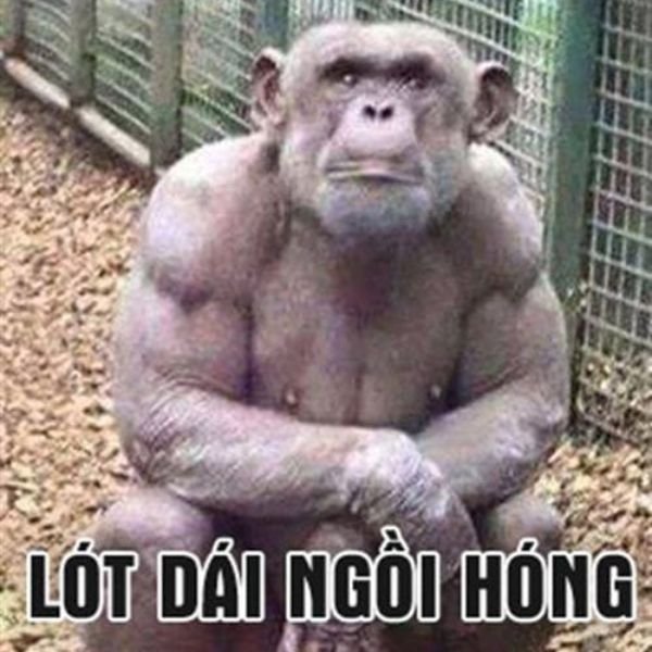 hinh anh che vui