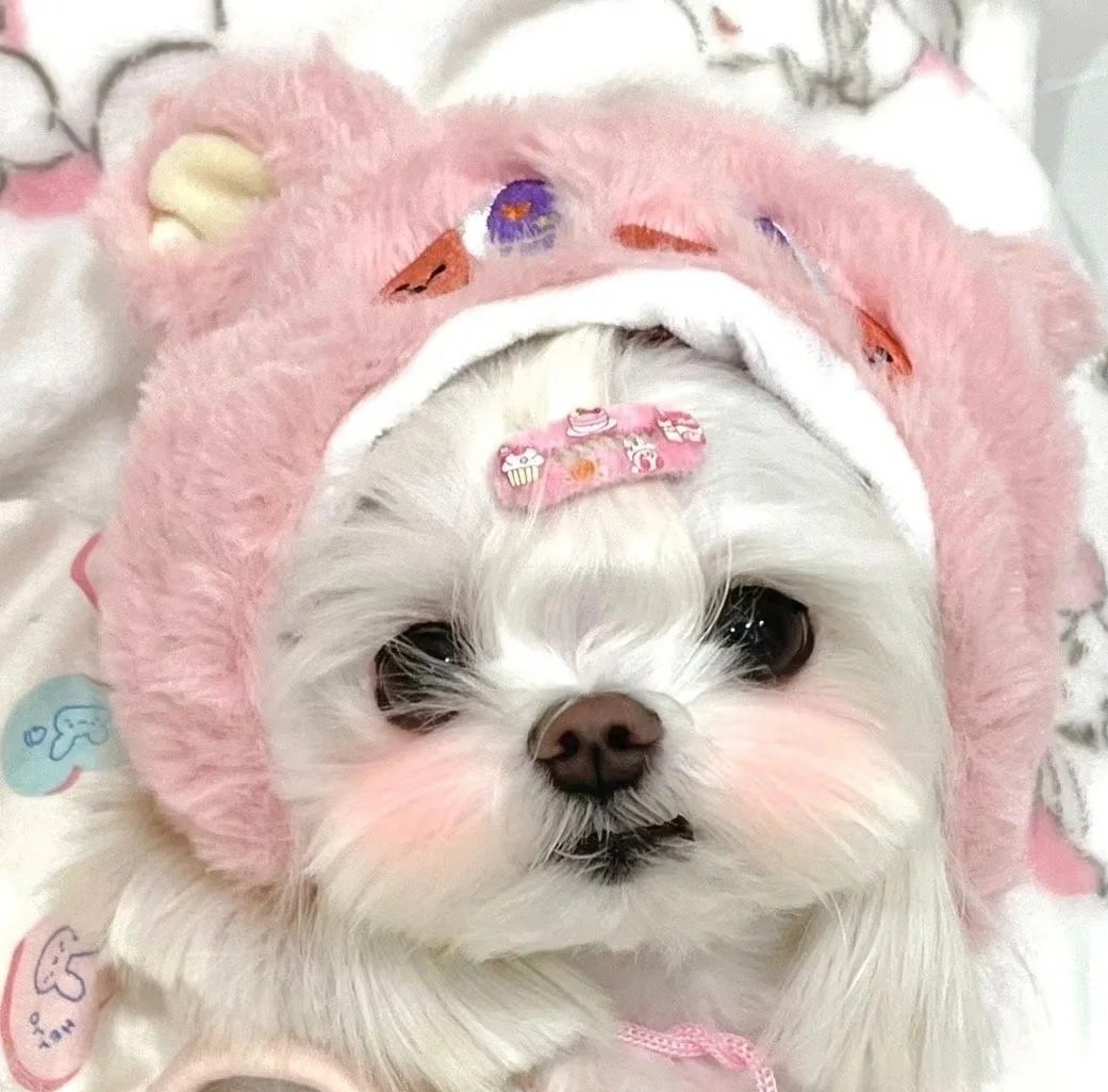 hình avatar chó cute