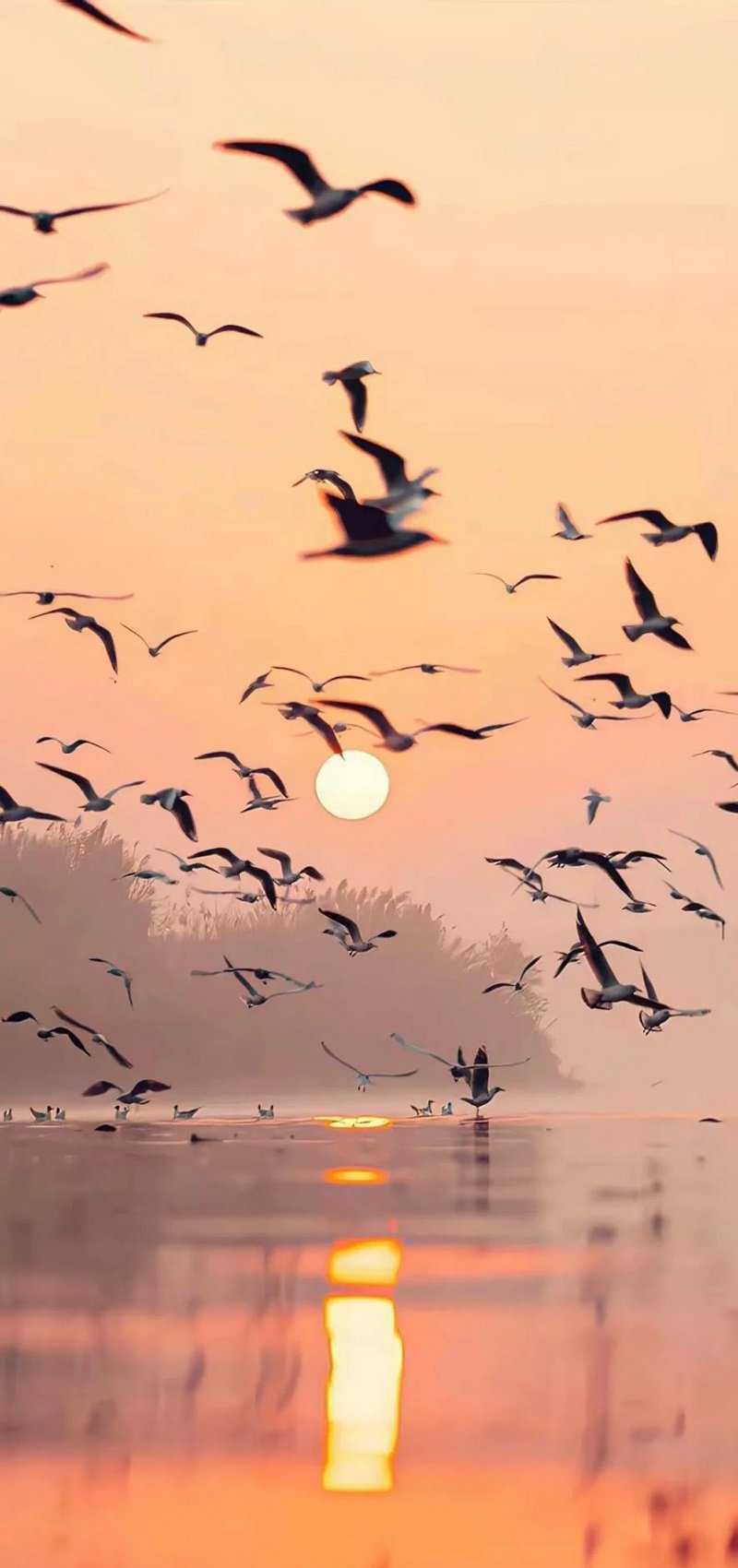 hình nền 4k cho điện thoại